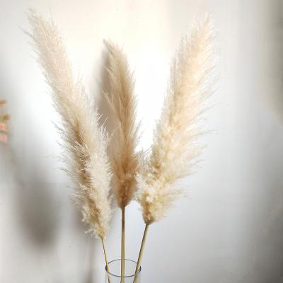 China Hot Selling Dry Natural Pampas Grass Durable Pampas Grass For Decoration for sale