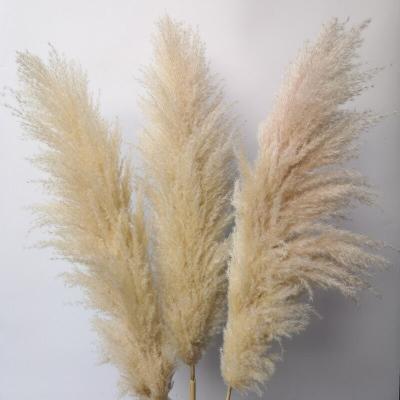 China The Durable Fake Pampas Grass Reed Flower Big Pampas Preserved Natural Dried Pampas Grass For Decoration for sale