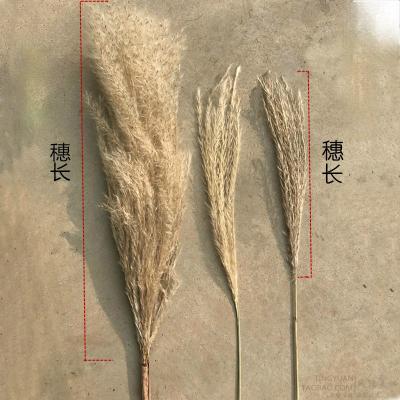 China Wholesale Durable Natural Dry Pampas Grass Flower Decorativefor Tall Preserved Wedding for sale