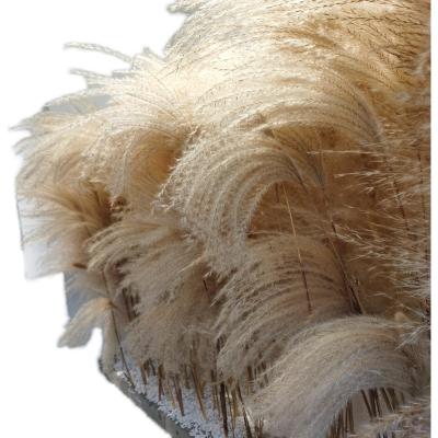 China Hot Selling Wedding Decorative Durable Dried Pampas Grass Flowers Preserved Natural Pampas Grass for sale