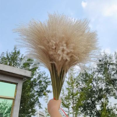 China Durable Artificial Fake Pampas Grass Artificial Pampas Grass For Home Decoration for sale