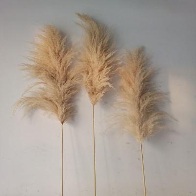 China Durable Beige Pampas Grass Customized Amazon China Funcyflora Hot Sale Romantic Pampas Grass For Flower Wedding Aisle for sale