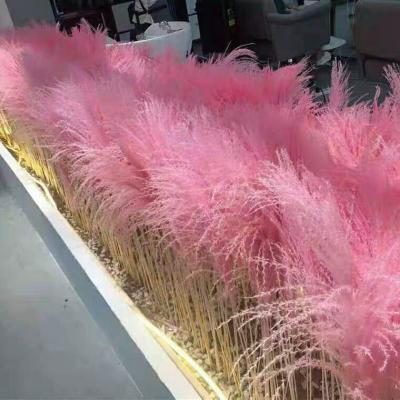 China Large Pampas Grass Decor Large-faux Pampas Grass Durable Pampas Grass for sale