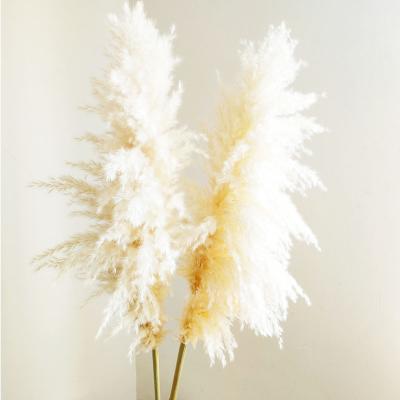 China Phragmites Wholesale Natural Dry Decorative Large Pampas Grass Durable Large for sale