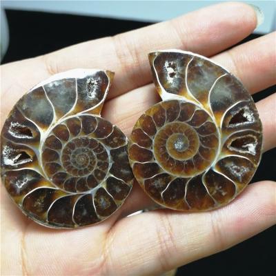 China China high quality wholesale ammonite fossil ammonite fossils for sale for gifts or decoration for sale