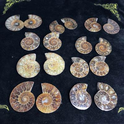 China Wholesale Natural Conch Fossil Ammonite China Snail Fossil Mineral Specimen For Decoration for sale