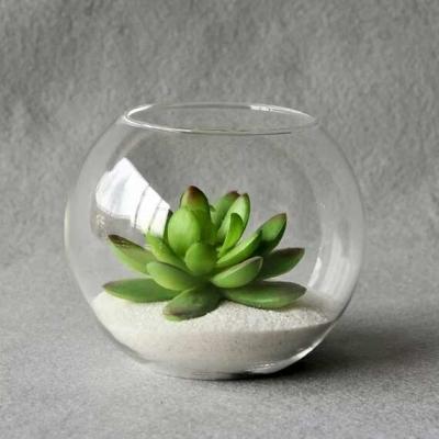 China Round Plant Candle Glass Cups Ball Gree Plant Live For Home Decoration for sale