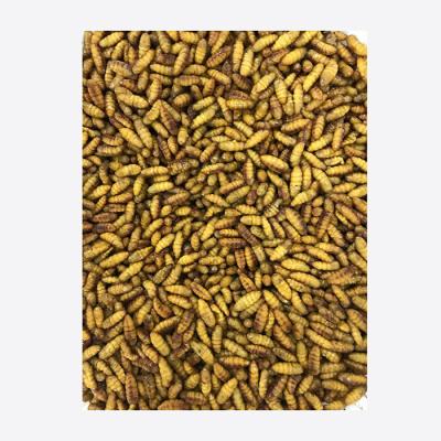 China High quality FROZEN hot sale silkworm silkworm chrysalis delicious and delicious chrysalis for sale