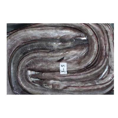 China Customized frozen fresh frozen sea eel wholesale price fresh food frozen eel for sale