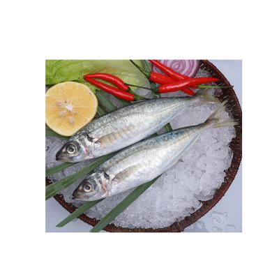 China FROZEN best quality round scad balang hot selling delicious fish whole seafood fish for sale