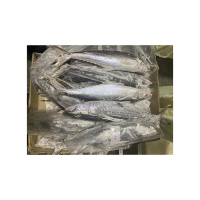 China High Quality and Hot-Selling Spanish Mackerel New Season FROZEN Seafood Spanish Mackerel for sale