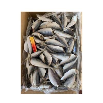 China High Quality Natural Seafood Blue Scad Hea Dless Professional Frozen Hea Dless Blue Scad Processing for sale