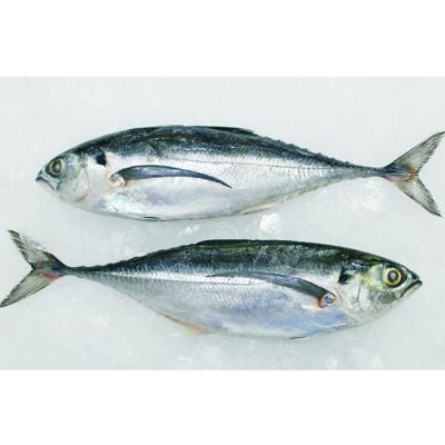 China ENVIRONMENTALLY FROZEN Seafood Tail Scad Wholesale Price Hard Frozen Hard Tail Scad for sale