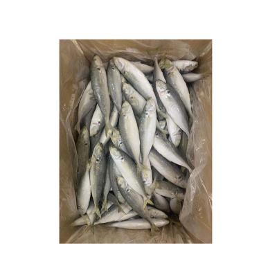 China Popular High Quality FROZEN Delicious Balang Fish Round Scad Seafood Round Scad for sale