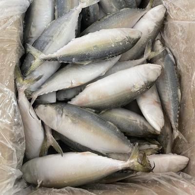 China FROZEN High Quality Frozen Seafood, High Quality Indian Mackerel Hot Selling Indian Mackerel for sale