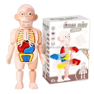 China 2021 Plastic Biology Science Education Human Organ Assemble 3D Model Toy For Children Kids for sale