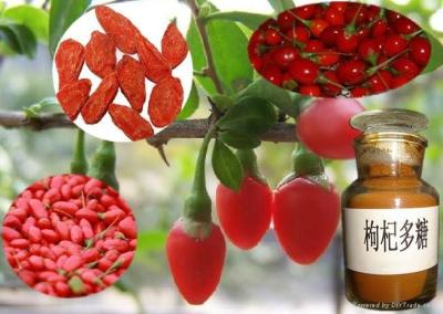 China Wholesale Goji Fruit Extract Powder for sale