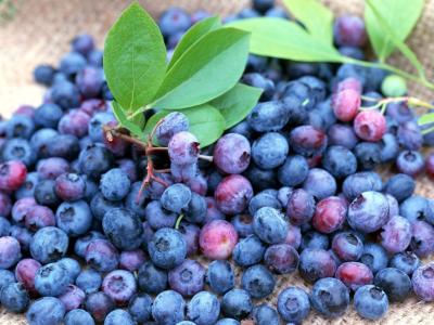 China Bilberry Extract,Anthocyanidins 25% for sale