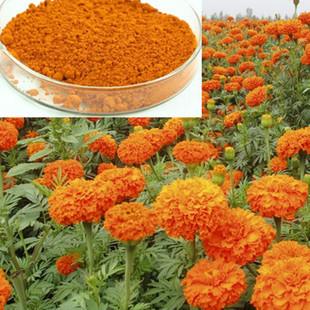 China Marigold Extract 5% 20% 40% Zeaxanthin for sale