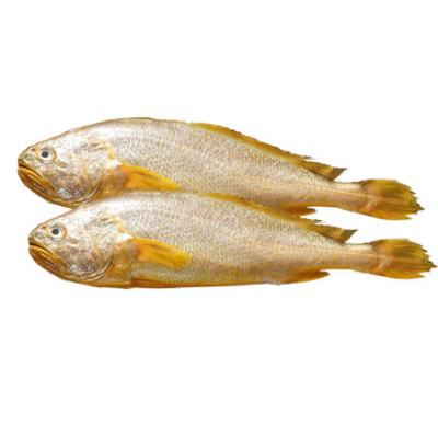 China Low-Carb Seafood hot High quality croaker Chinese large croaker Seafood frozen goods Factory prices are sold wholesale for sale