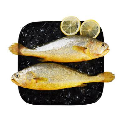 China Low-Carb Frozen fish Sea fish Chinese factories sell wholesale yellow croaker Frozen croaker customized for sale