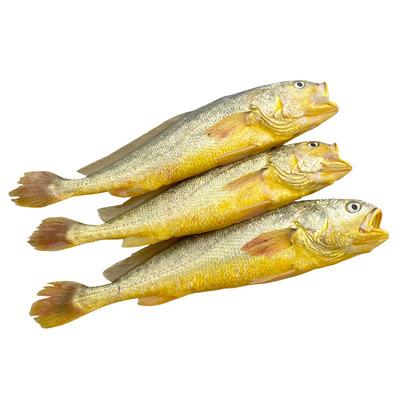 China Low-Fat FROZEN Water Preserved with 24 Months Shelf Life 10 Kg IQF Frozen in Block from CN with ISO,HACCP Certification Yellow Croaker for sale