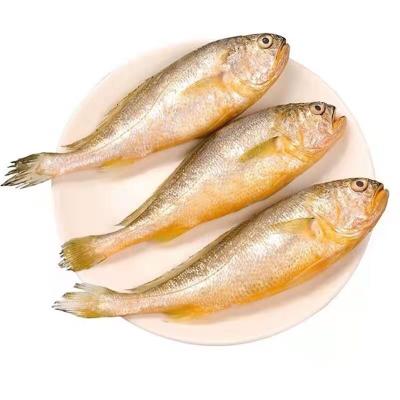 China Low-Carb Large croaker factory wholesale sale seafood Frozen fish Yellow croaker for sale