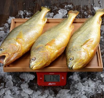 China Low-Carb large frozen yellow croaker fish price fish maw price farming corvina for sale