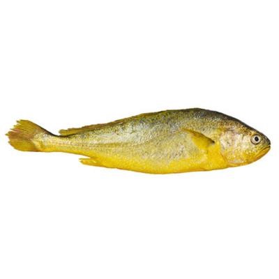 China Low-Carb Fujian Yellow croaker Country of origin factory wholesale Seafood frozen fish Yellow croaker for sale