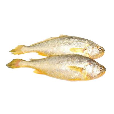 China Low-Carb Hot sale good price Sea fish Frozen fish Yellow croaker for sale