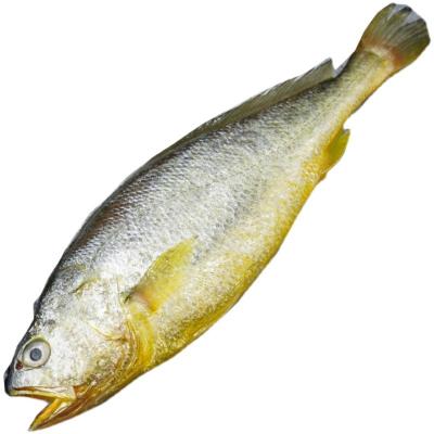 China Low-Carb Frozen fish yellow croaker Sea fish Factory price wholesale yellow croaker for sale