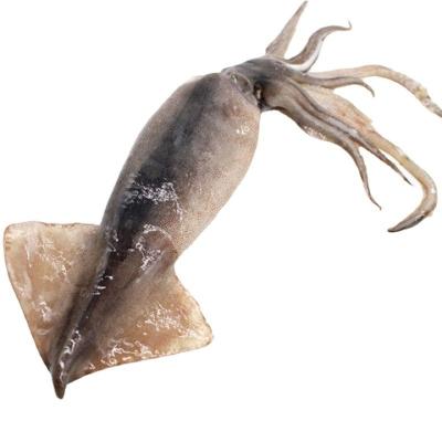 China Nutritious New product selling Fresh seafood Squid factory wholesale W/R whole frozen squid loligo squid for sale