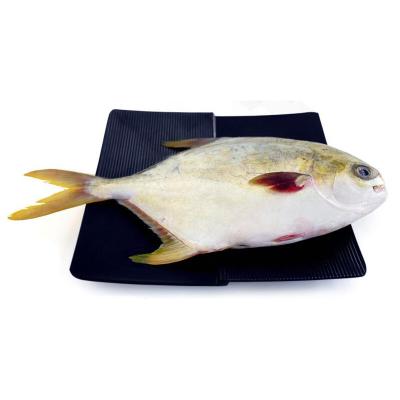 China NATURE Factory Selling Fish Wholesale Frozen Seafood Golden Pompano for sale