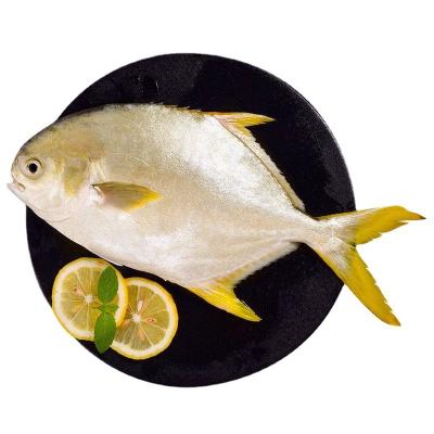 China Low-CARB Frozen Sea Fish Wholesale High Quality Gold Pompano for sale