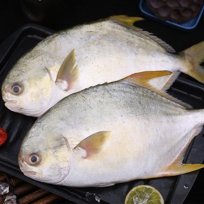 China China Factory High Quality Frozen Seafood NATURE Fish Wholesale Golden Pompano for sale