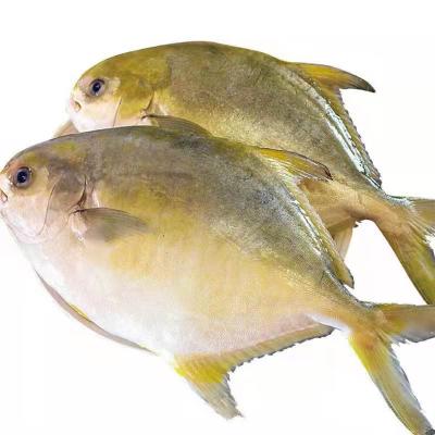 China NATURE china frozen farm raised iqf pompano fish prices gold pompano damselfish retail for sale