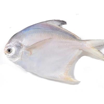 China Factory Wholesale Low-CARB White Fresh Seafood Pomfret Frozen Fish for sale