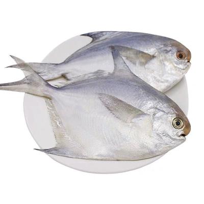 China Low-CARB Summer New Product Fujian Seafood Frozen Fish Fresh White Pigtails for sale