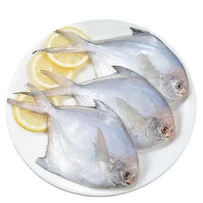 China Hot Sale Low-CARB Fish Frozen Seafood White Pigtails for sale