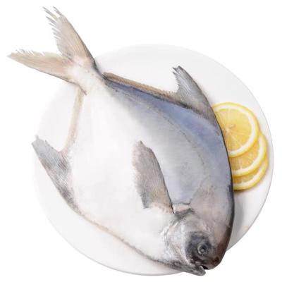 China Preferential Advantage of Fish Seafood of High Quality Low Sugar Frozen White Pigeons Prices for sale