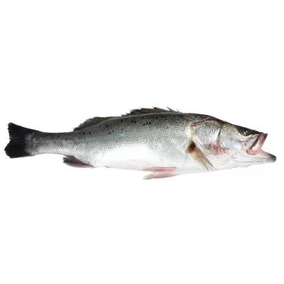 China Hot Low Fat Frozen Fish Seafood Frozen Sea Bass New Product Sales Price Cheap for sale