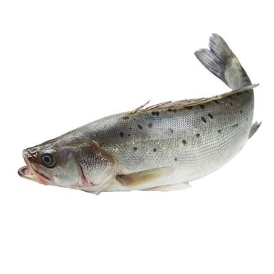 China Low-CARB Fresh Frozen Bass Seafood Frozen Sea Fish Frozen Bass Quality Factory Wholesale for sale