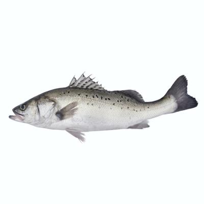 China Low fat high quality seafood fish sea bass frozen farm raised frozen perch high quality wholesale seafood for sale