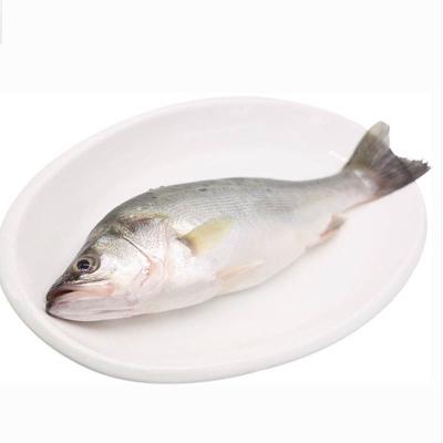 China Frozen Sea Bass Wholesale Price Fujian Sea Fish Fresh Seafood Frozen Sea Bass Delicious Low Fat Fish for sale