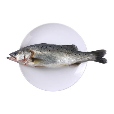 China Bass Seafood Frozen Low Fat Hot Frozen Fish Sea Bass for sale