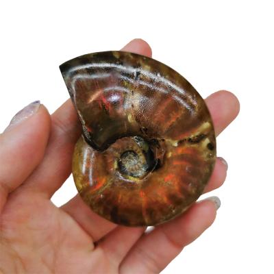 China Natural Ammonite Crystal Specimen Fossil Size From China Crystal Conch Polished Pattern Small for sale