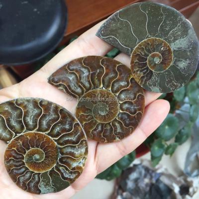 China China Natural Natural Conch Polished Fossil Jade Slices For Sale for sale