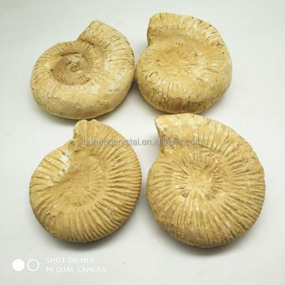 China China Natural Crystal Stone Ammonite Mud Fossil Quartz Snail For Sale for sale