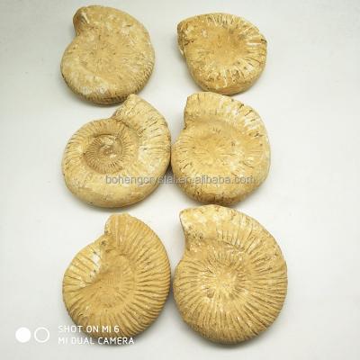 China Natural Snail Crystal Stone Ammonite Fossil from China Vanikoro Ligata for sale