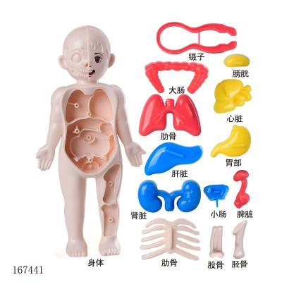 China Hot New Mini Plastic Toys Human Organ Toys Human Body Structure Plastic Model Toy Mold For School Teaching for sale